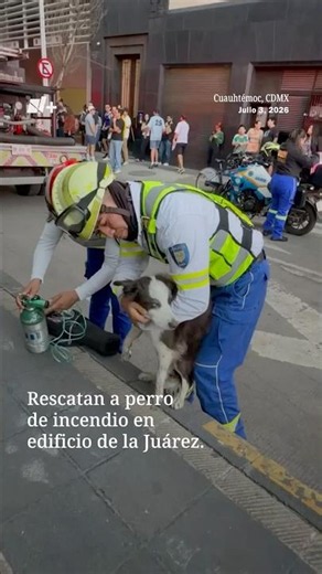 Dog rescued from building fire in CDMX