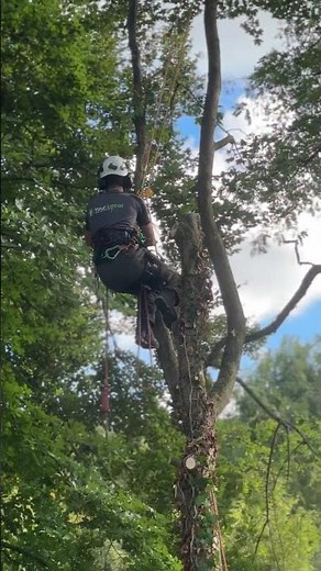 Tree Removal & Branch Chipping with Timberwolf 280 | Onsite Waste Retained