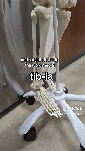 #anatomy #anatomyandphysiology #studywithme #tip #learnontiktok #anatomyteacher #examtomorrow #learningisfun #stem #teacher #learnwithtiktok #memory #studytok #learning #bones