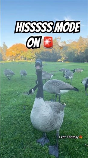 HISSSSS MODE ON 🚨🪿