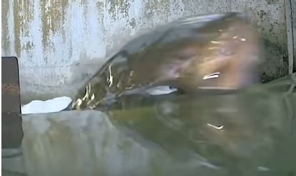 Klamath River milestone: First video of Chinook salmon passing Keno Dam since four hydro dams were removed