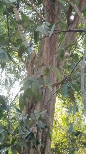 Short-tail monkeys family relaxing on the tree #wildlife #shortvideo #short-tailMonkey #funnymonkey