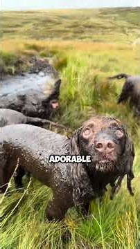 never own a cocker spaniel