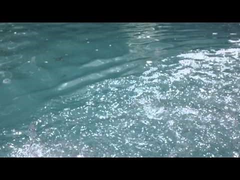 Clear Up A Cloudy Swimming Pool Fast With Blue Shield Flock Get Rid of Algae