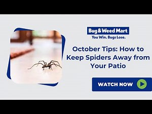 How to Keep Spiders Away from Your Patio