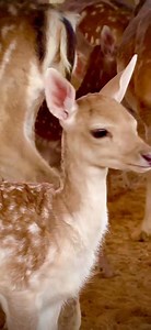 الغزلان… جمال الهدوء وأناقة الطبيعة في حديقة ومزرعة السوسنة السوداء بتعيشوا تجربة قريبة من الغزلان، بتخلّيكم تحسّوا بالسكينة والجمال بنفس اللحظة 🌿 ✨ حركات رشيقة 👀 عيون بريئة 🌾 وهدوء بيعلّمنا كيف تكون القوة مع اللطف عندنا بتتعرّفوا على الغزلان بطريقة تعليمية ترفيهية، قريبة من الأطفال وآمنة للعائلات 👨‍👩‍👧‍👦 📚 معرفة حقيقية 📸 تصوير وتجربة عن قرب 🤍 تجربة بتكسر الحاجز بينك وبين الحيوان الحديقة مخدومة بكل إشي لراحتكم، وتجربة مناسبة لكل أفراد العائلة 🌳🐾 📍 بالقرب من مطار الملكة علياء الدولي،