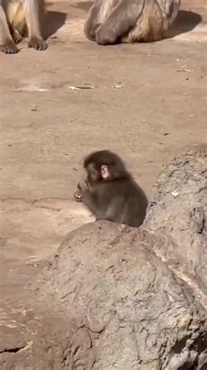 Adorable Orangutan Plushies: Mama and Little Punch