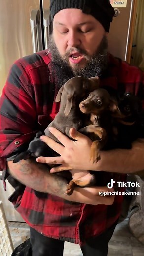 Adopt Adorable Miniature Pinschers in Pennsylvania