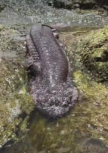 What a big salamander: #animals #nature #salamander