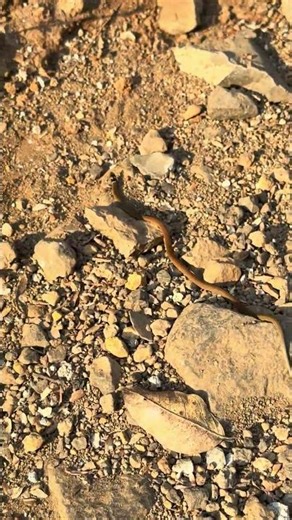 Rare Dumeril’s Black Headed Snake seen in the Wild