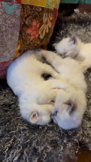 There is something truly magical about a Ragdoll kitten. Their soft silky fur, bright blue eyes, and incredibly gentle personalities make them one of the most loving companions a family could ever welcome into their home. Our beautiful Ragdoll kittens have been raised with care, affection, and daily cuddles, ensuring they grow up social, confident, and full of love to give. They are now ready to find their forever families where they can continue spreading joy, warmth, and endless purrs. If you 