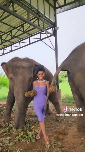 Unique Elephant Coffee Making Process in Thailand