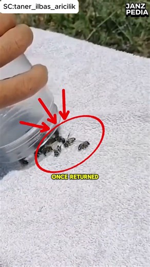 What Happens When Bees Are Put in a Freezer? 🐝❄️ | Chill Coma Explained