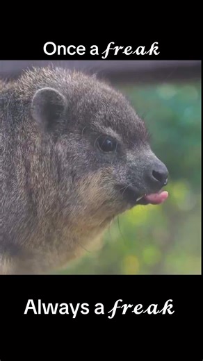 Understanding the Fascinating Cape Hyrax