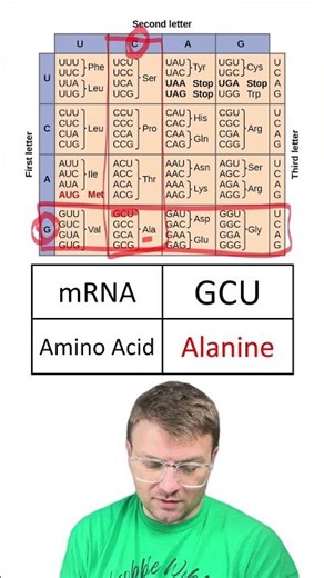 Quiz: Codon Chart