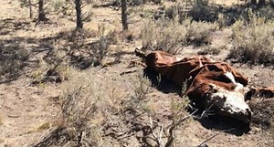 Cattle Mysteriously Mutilated In Oregon
