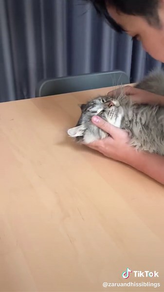 Perbandingan Antara Kucing Mainecoon dan Singa