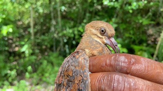Partridge Bird Sightings in Jamaica's Wild