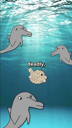 Dolphins Consume Pufferfish Poison for Fun 💀 🍄