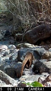 Tejon solitario, a si se le nombra en Sierra Vallejo cuando un coati anda solo | Sangre Azul Kennels