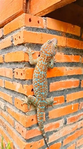 How Gecko Feed Themselves...? #shorts #lizards #geckos