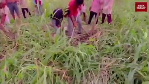 14-foot python swallows peacock in Rajasthan, released into wild