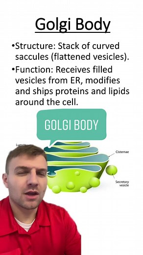 Golgi Body #organelle #golgibody #biology #golgiapparatus #cell #apbiology #apbio #greenscreen