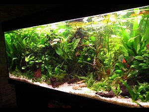Larscarving-Aquarium Schritt für Schritt neu einrichten -planted fish tank step by step setup