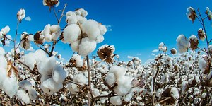 Textiles Action Network