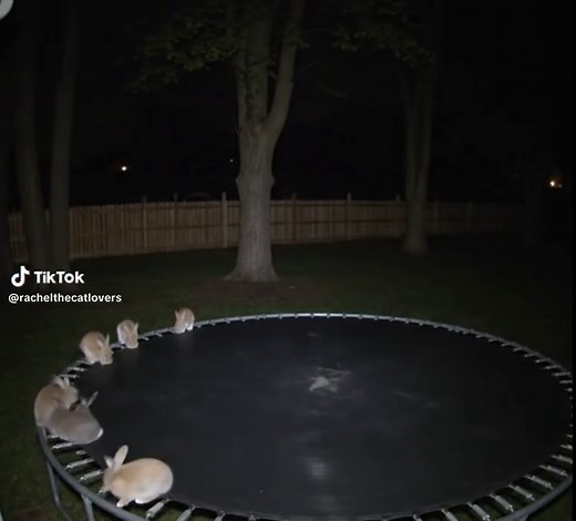 Bunnies Jumping on Trampoline Captured by Ring Camera