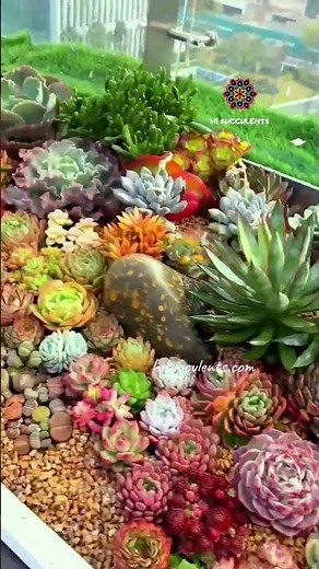 Rare Succulents Unveiled | Exclusive Collection Showcase