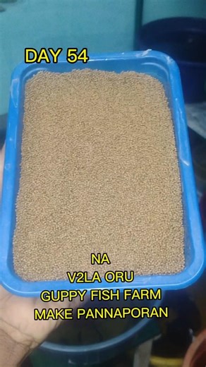 DAY 54 NA V2LA ORU GUPPY FISH FARM MAKE PANNAPORAN #breading #aquarium #fish #guppy #shots #tranding