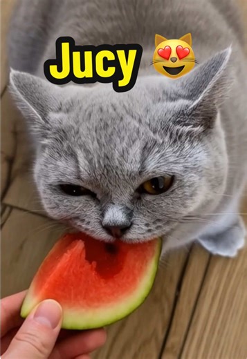 That sound 👅😻 #asmr #cattok #catlover #coco #asmrsounds
