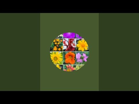 YOUR BRAIN WILL TRICK YOU ON THID ONE 🧠 #florgenargue #brainpuzzle