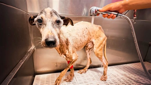 He was dying on the streets - now Chico the dog gets the first bath of his life!