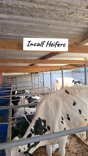 Friesian cows are large, black-and-white dairy cattle known worldwide for their exceptional milk production. They have well-developed udders, strong frames, and high feed intake capacity, allowing them to produce large volumes of milk under good management. Friesians are adaptable to different climates, respond well to improved feeding and housing, and are commonly used in commercial and smallholder dairy systems for their productivity and reliability. #foryou #goviral #explore #kenyantiktok🇰🇪