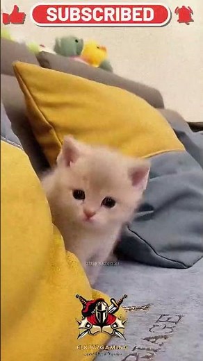 Cutest & Funniest Kittens Ever 😹💖 Try Not to Laugh Challenge! #Shorts