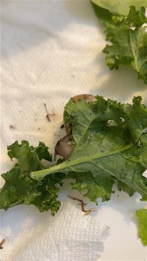 funny snail eating timelapse #shorts #snail #slug #reels