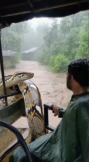 PYTHON STRIKES FACE — Man Dragged Screaming Into Jungle!