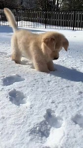2.9M views · 57K reactions |  He looking and touch first time 殺❤️ . . . #dogs #cute #fb #puppies | Unique SB Ke | Facebook