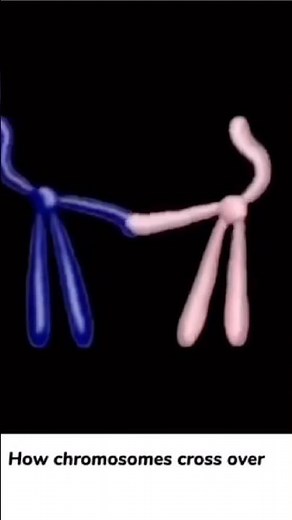 How Chromosomes Cross Over During Meiosis?🤔