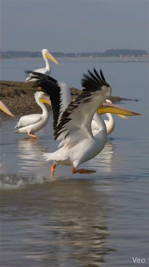 American white pelican | #birds #nature