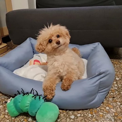 Joy Barboncino Toy - Brontolo Cane Interattivo 🤣