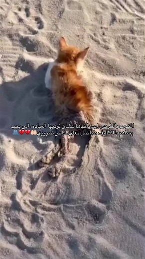 انقاذ قطط في الكويت: المساعدة مطلوبة