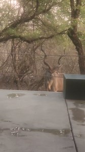 829K views · 7K reactions | This just happened outside my house. Never seen this before. Watch till the end  | Nombekana Safaris and Wildlife Photography | Facebook