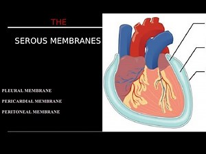 The Serous Membranes---Anatomy & Physiology