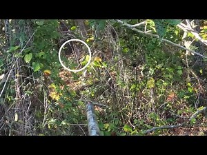 SC Deer Hunting With Dogs 2023| Kill Shot On Camera