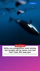 Ketika orca memburu pari tanpa alasan makan, itu bukan agresi, tapi bagian dari latihan berburu dan stimulasi mental. Perilaku ini membantu orca muda mengasah insting, koordinasi, dan teknik serangan seperti pukulan ekor. Sering dilakukan dalam kelompok, ini juga menjadi cara belajar sosial antar orca, mirip sistem pelatihan pada mamalia cerdas lainnya. Pari hanyalah “target latihan” dalam proses evolusi kecerdasan laut. #OrcaGabut #FaktaLucu #DuniaHewan #PariApes #ModeTrainingOn #MakhlukLaut #H
