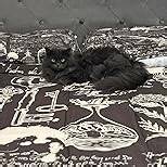 WeCozy Queen Size Comforter Set with 2 Pillowcases, Gothic Goth Bat Chemistry Science Dark Academia Medieval 3 Pcs Bedding for Adults Bedroom Bed Decor