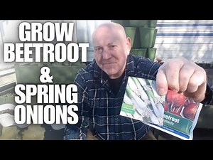 Growing beetroot and spring onions together as multisown crops [Container Gardening ]